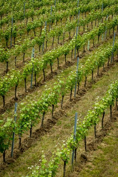 Domaine_Evremond_214_6683.jpg